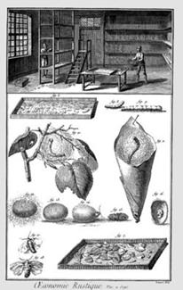Una lmina de la Encyclopdie de Diderot y d'Alembert que presenta las diversas etapas de la sericicultura