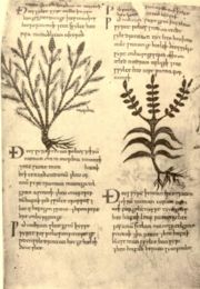 Pgina del Herbarium Apulei, un herbario en anglosajn, en el manuscrito Cotton Vitellius C, h. S. IX-X