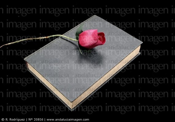 Libro y rosa 3.jpg